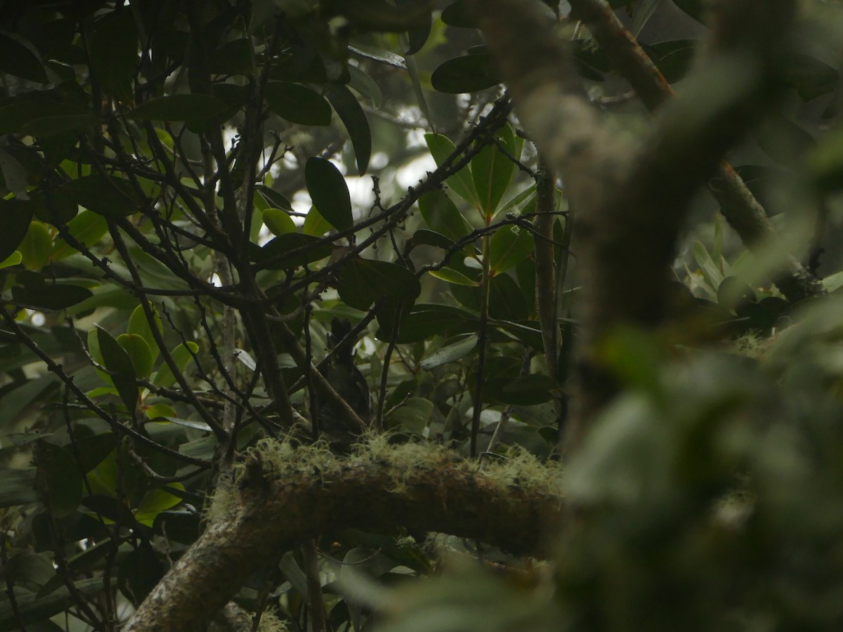 Hawaiiklarino - ML644773252