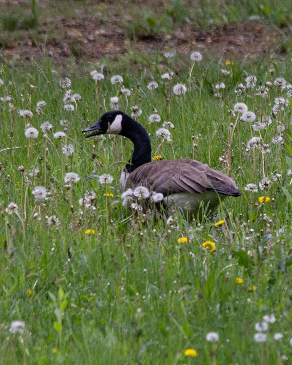 Canada Goose - ML644773257