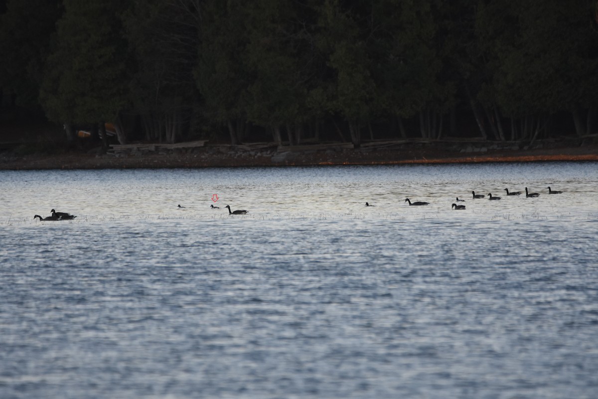 Исландский гоголь - ML644773258