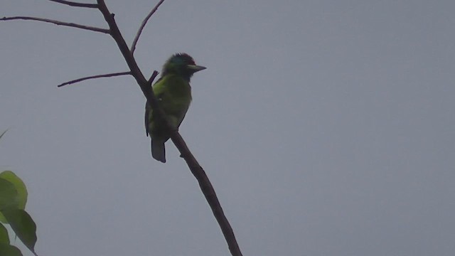 Blauwangen-Bartvogel - ML644773263