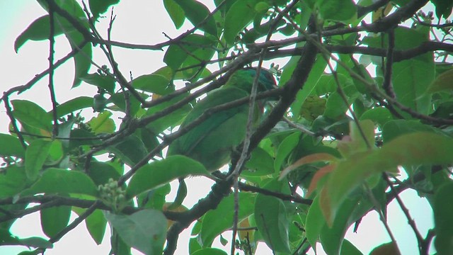 Blauwangen-Bartvogel - ML644773264