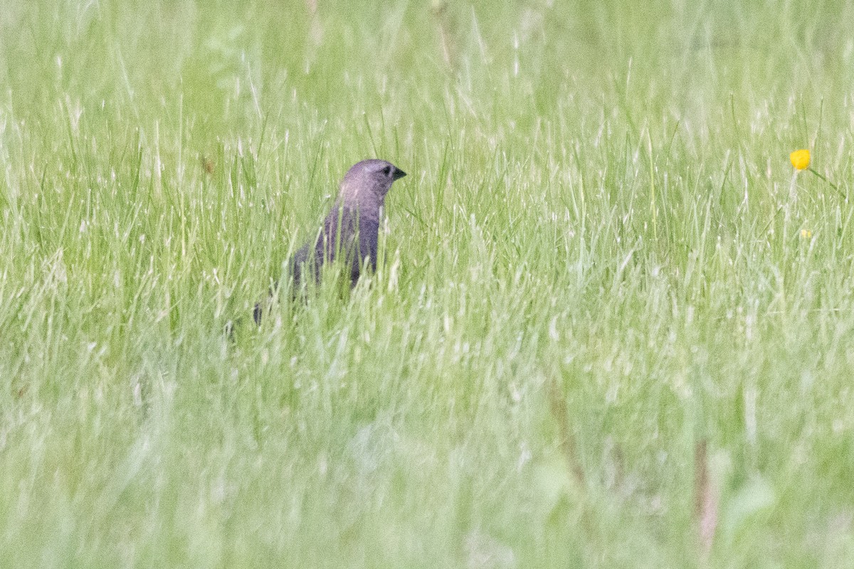 Brown-headed Cowbird - ML644773266