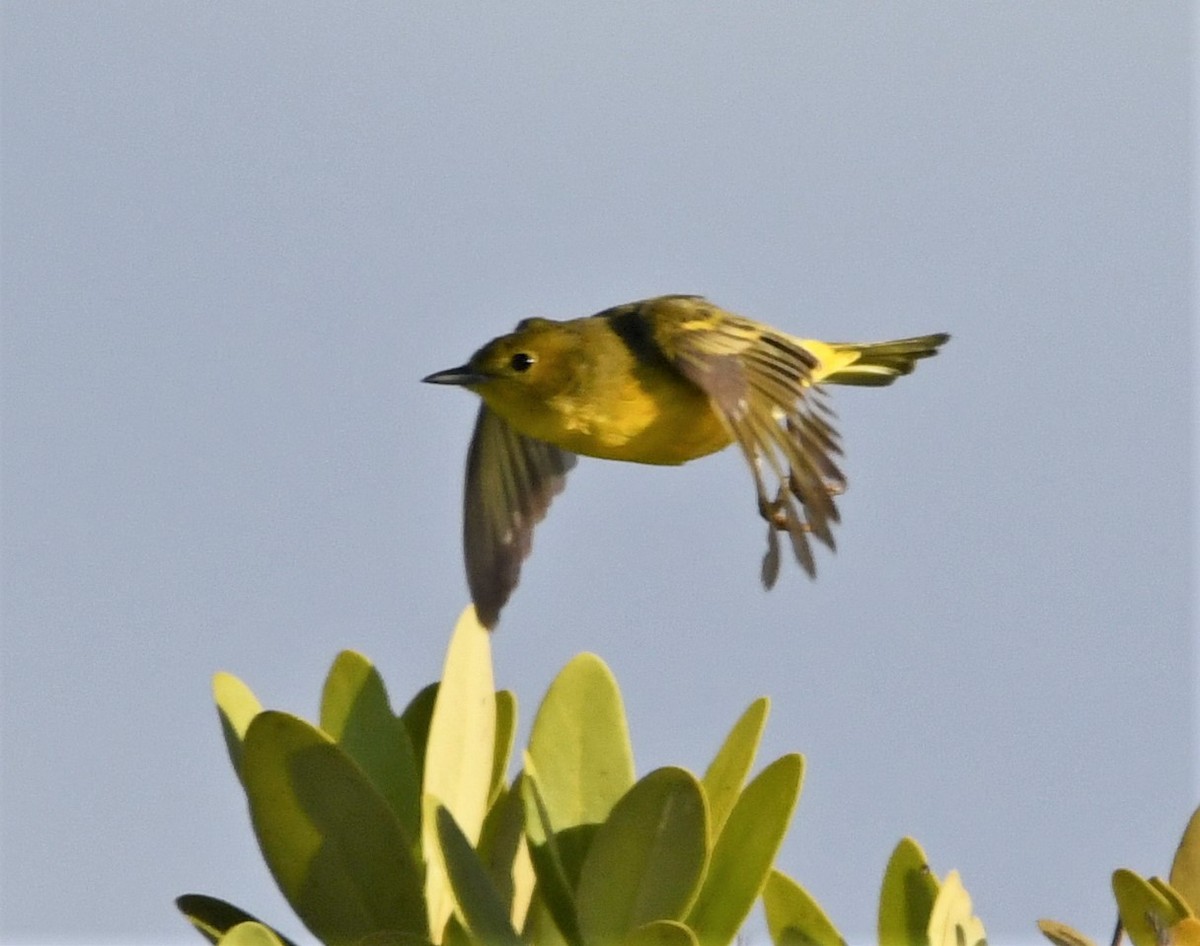 Northern/Mangrove Yellow Warbler - ML644773267