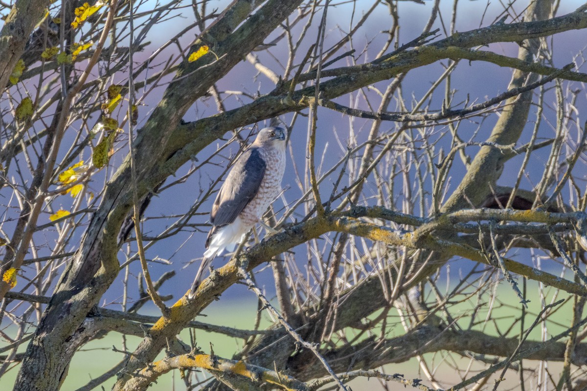 Яструб чорноголовий - ML644773272