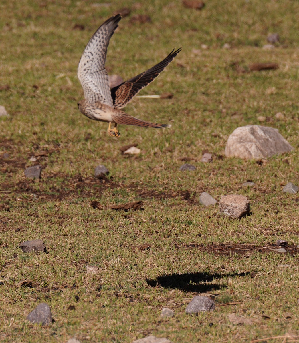 Rötelfalke - ML644773273