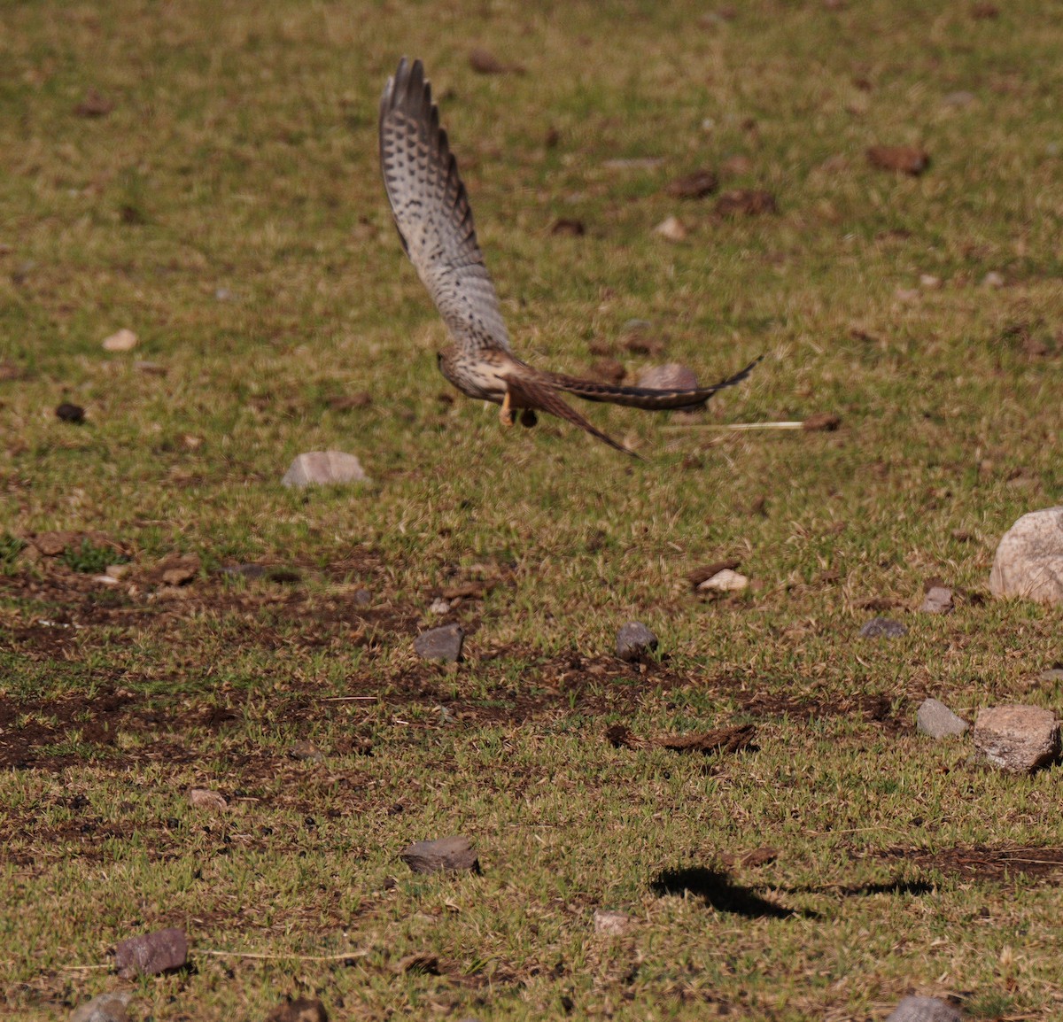 Rötelfalke - ML644773274