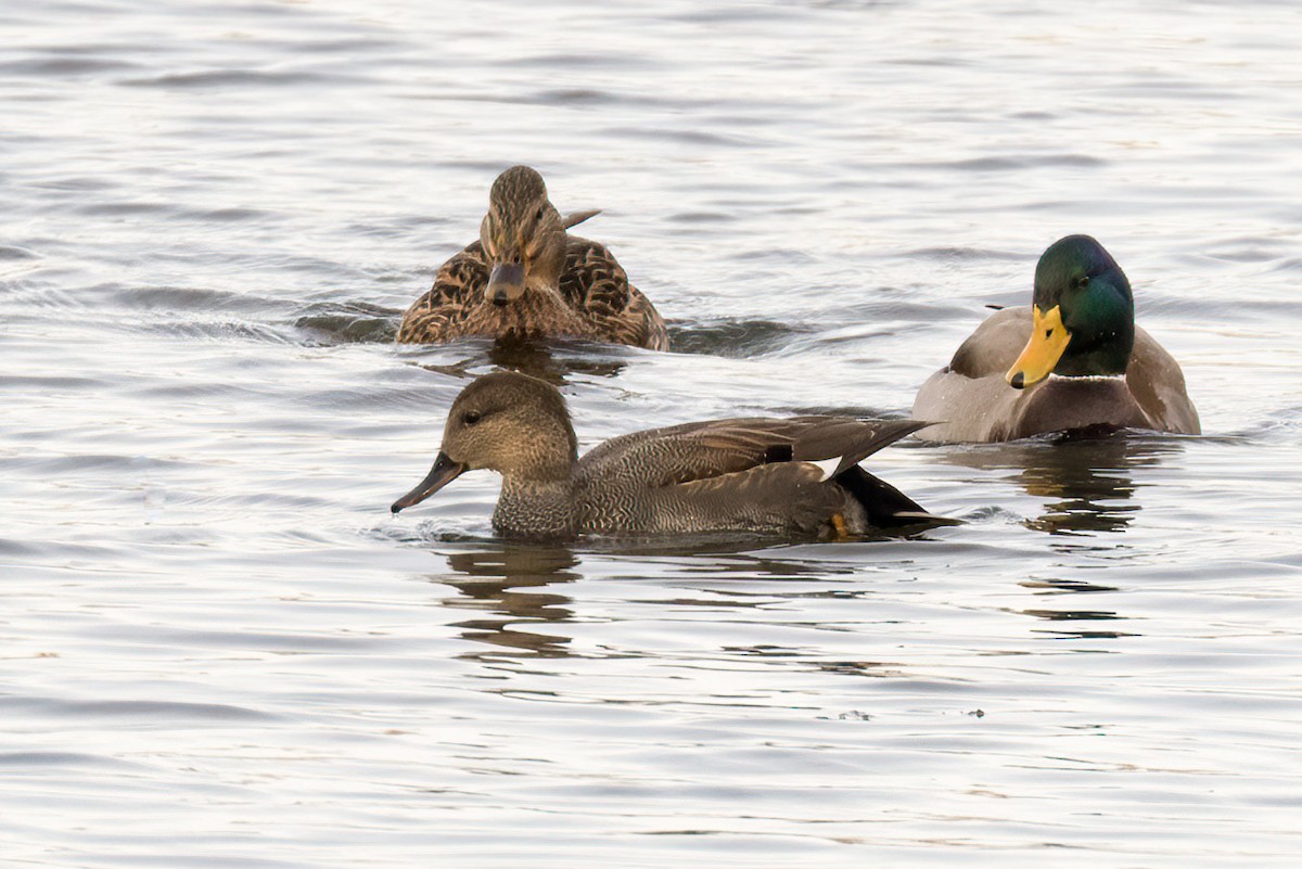 Canapiglia - ML644773276