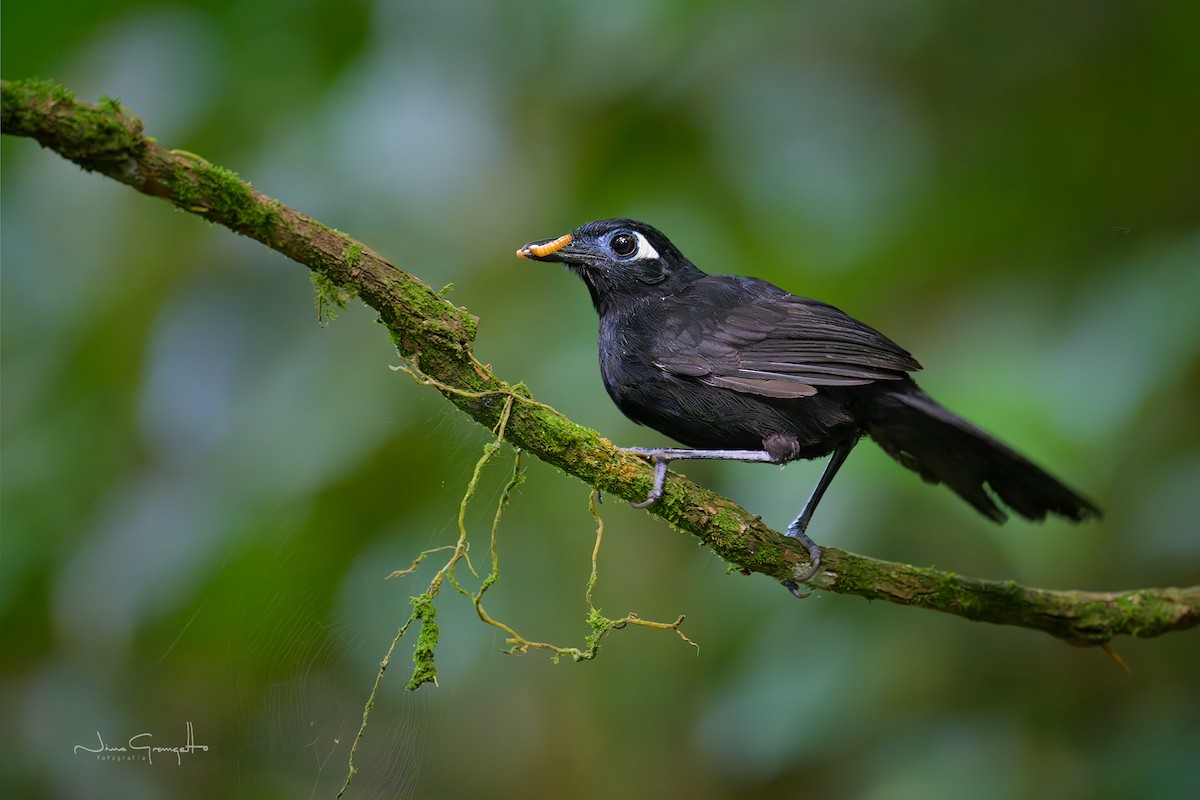 Blue-lored Antbird - ML644773277