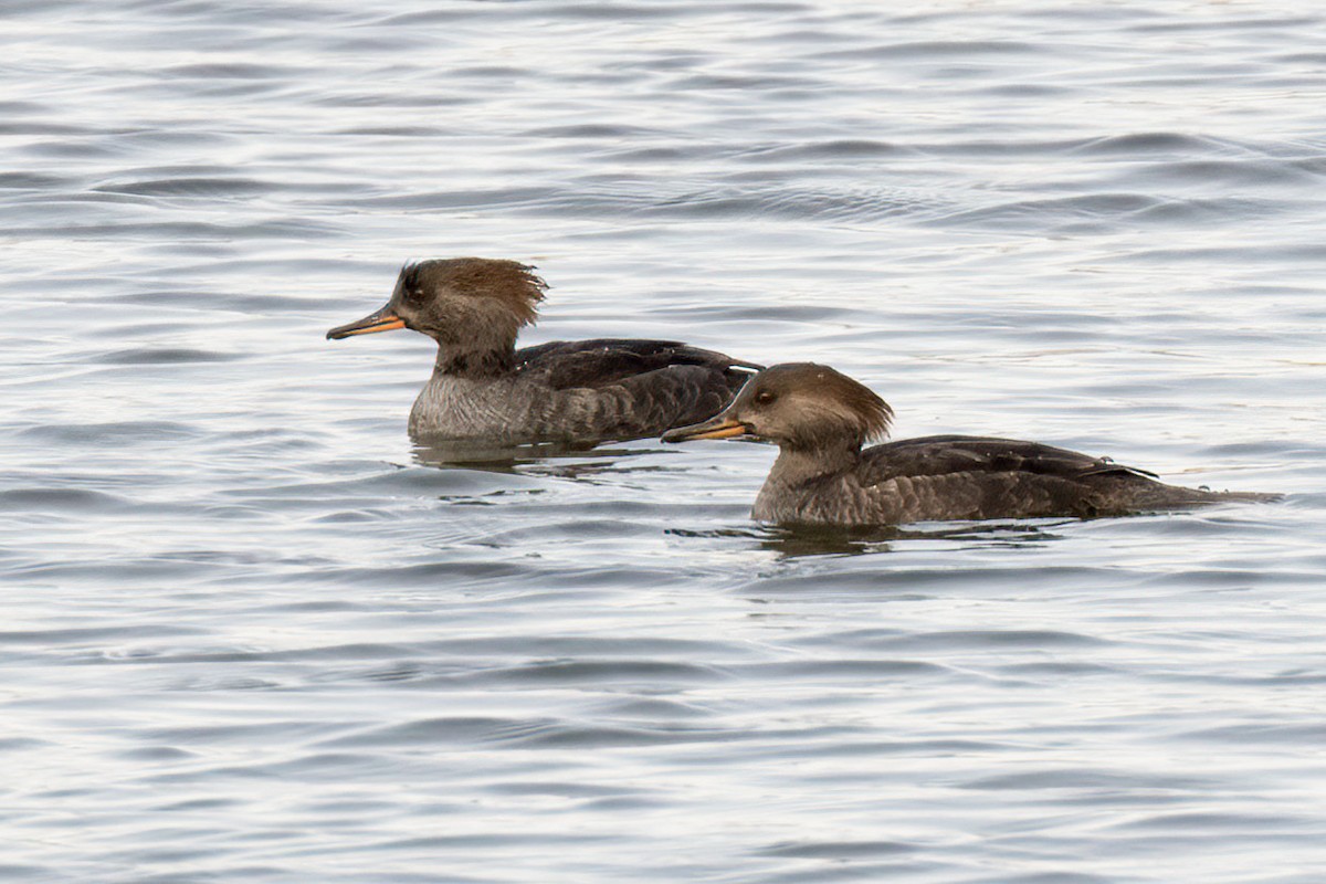 Smergo dal cappuccio - ML644773278
