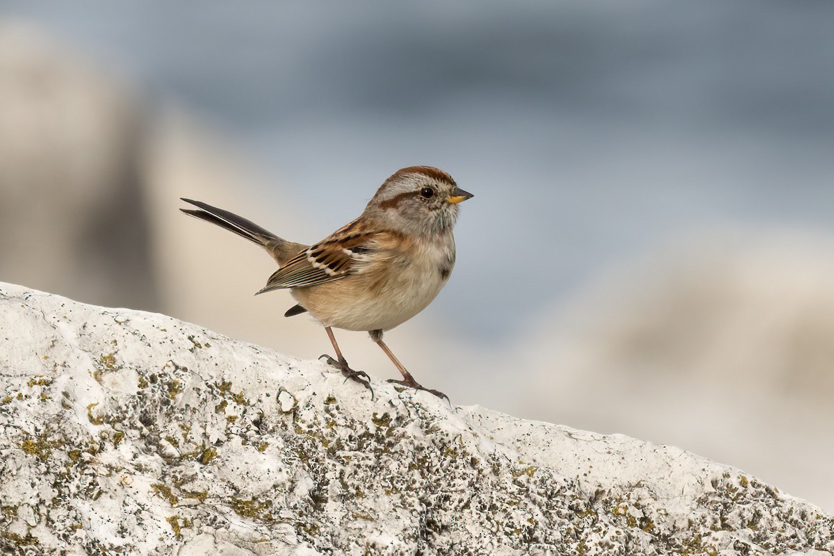 American Tree Sparrow - ML644773288