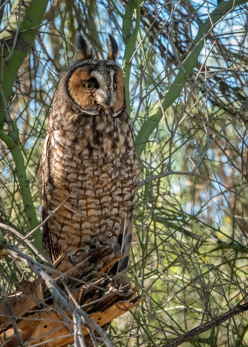 Ушастая сова - ML644773290