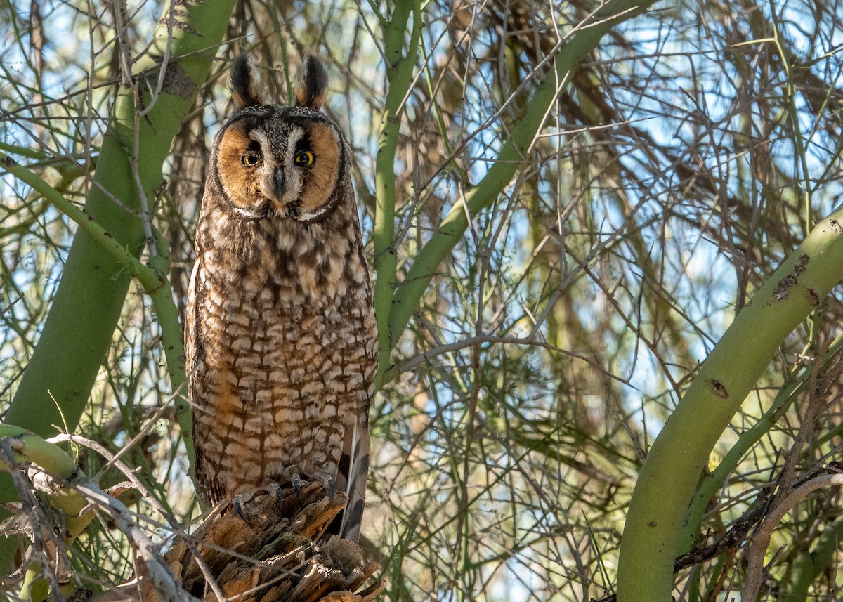 Ушастая сова - ML644773291