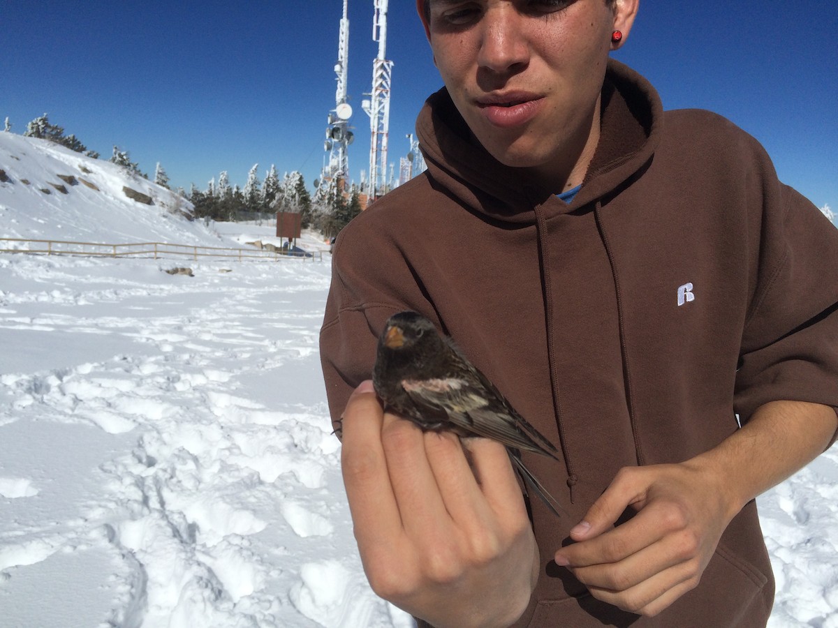 Rußschneegimpel - ML644773293