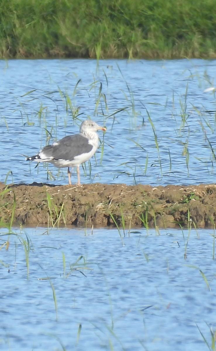 Kara Sırtlı Martı - ML644773295