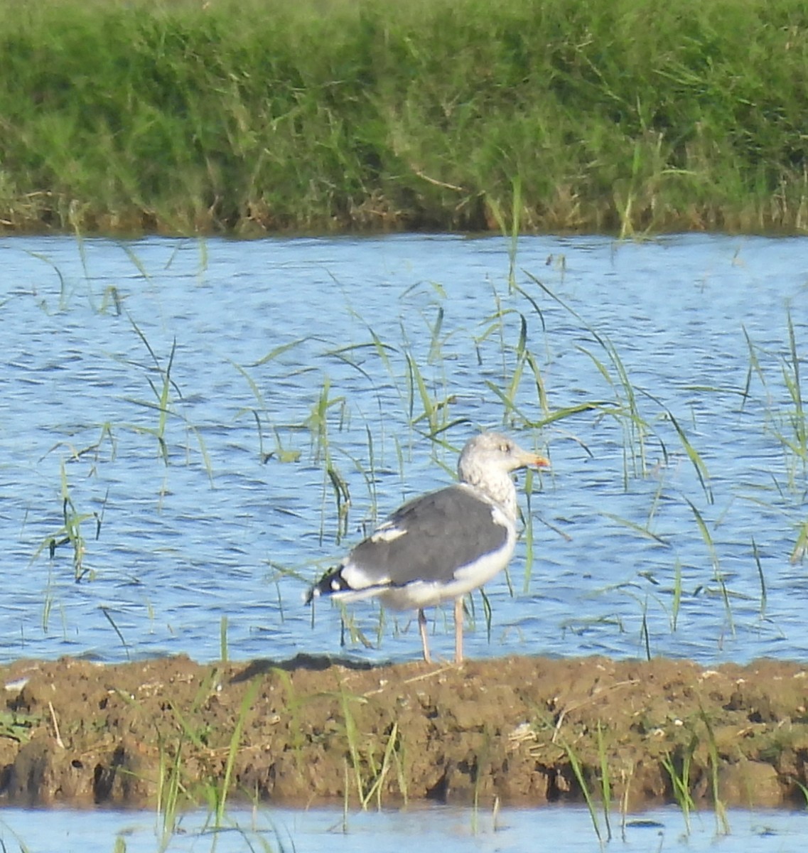 Kara Sırtlı Martı - ML644773296