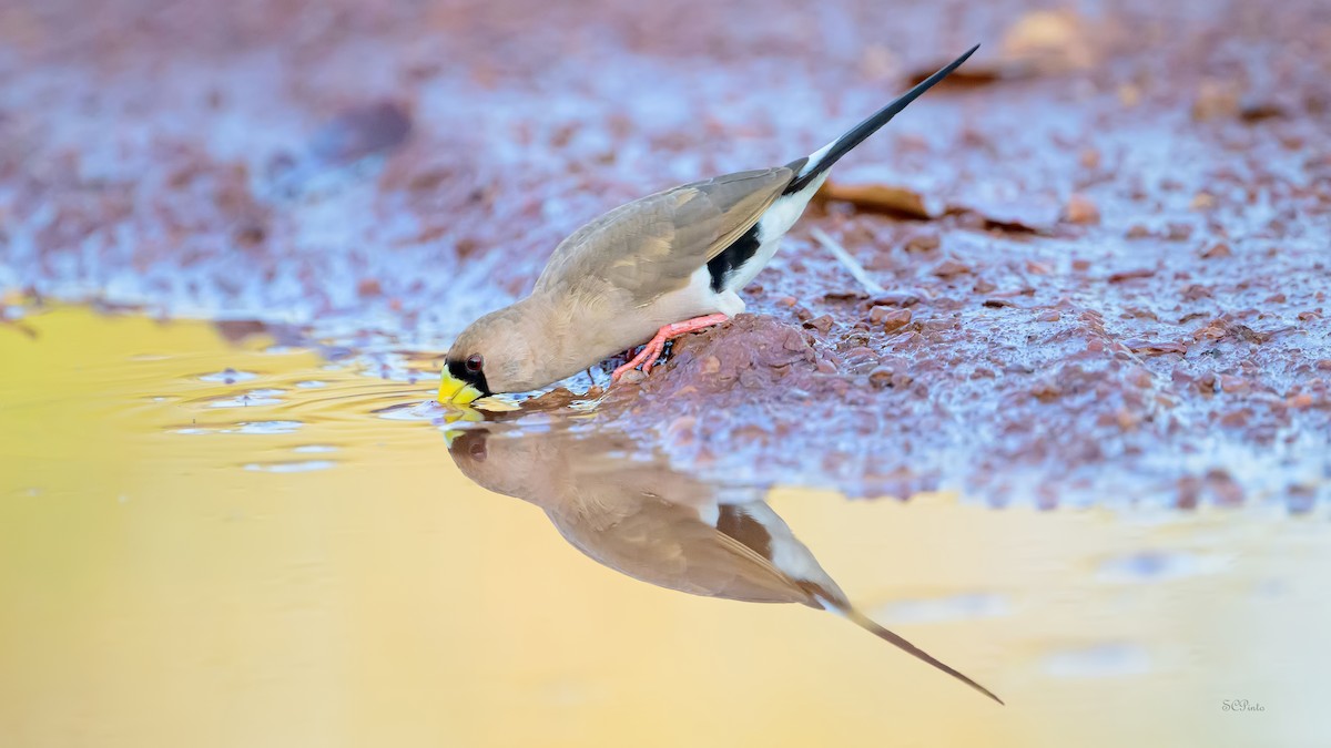 Masked Finch - ML644773305