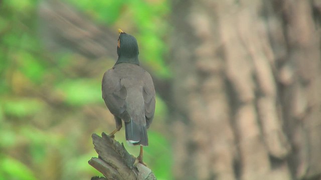 Common Myna - ML644773308