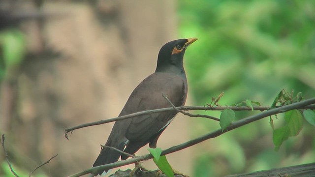Common Myna - ML644773309