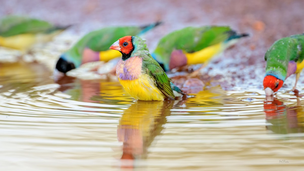 コキンチョウ - ML644773313