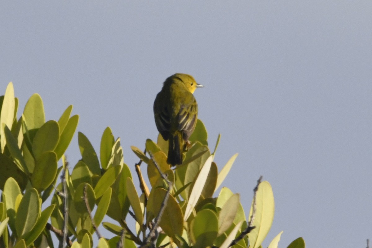 Northern/Mangrove Yellow Warbler - ML644773324