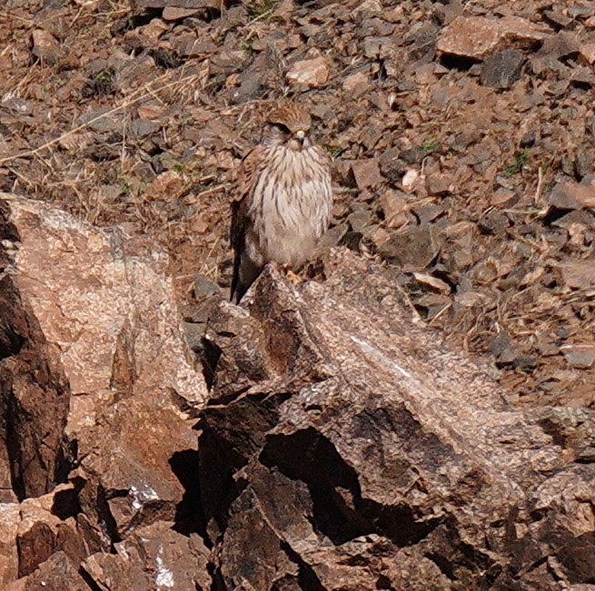 Rötelfalke - ML644773325