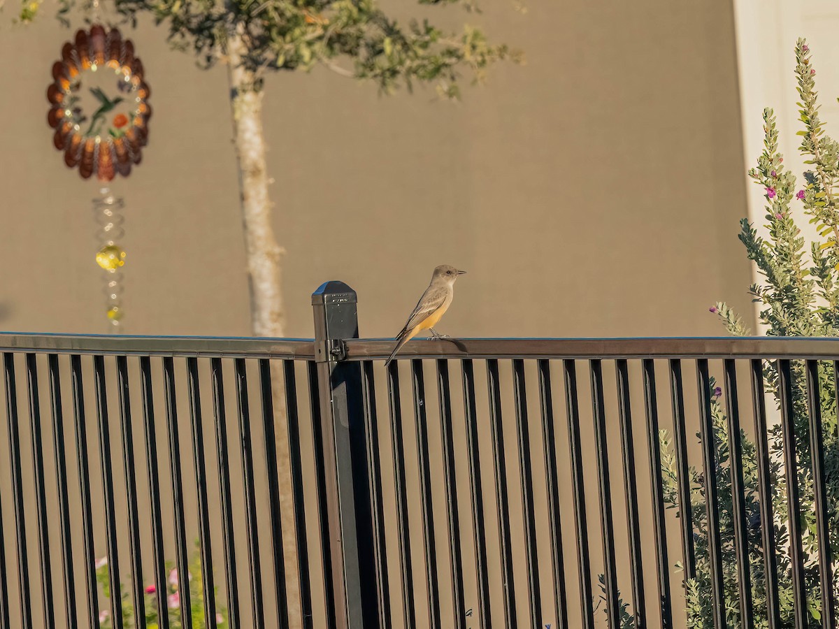 Say's Phoebe - ML644773326