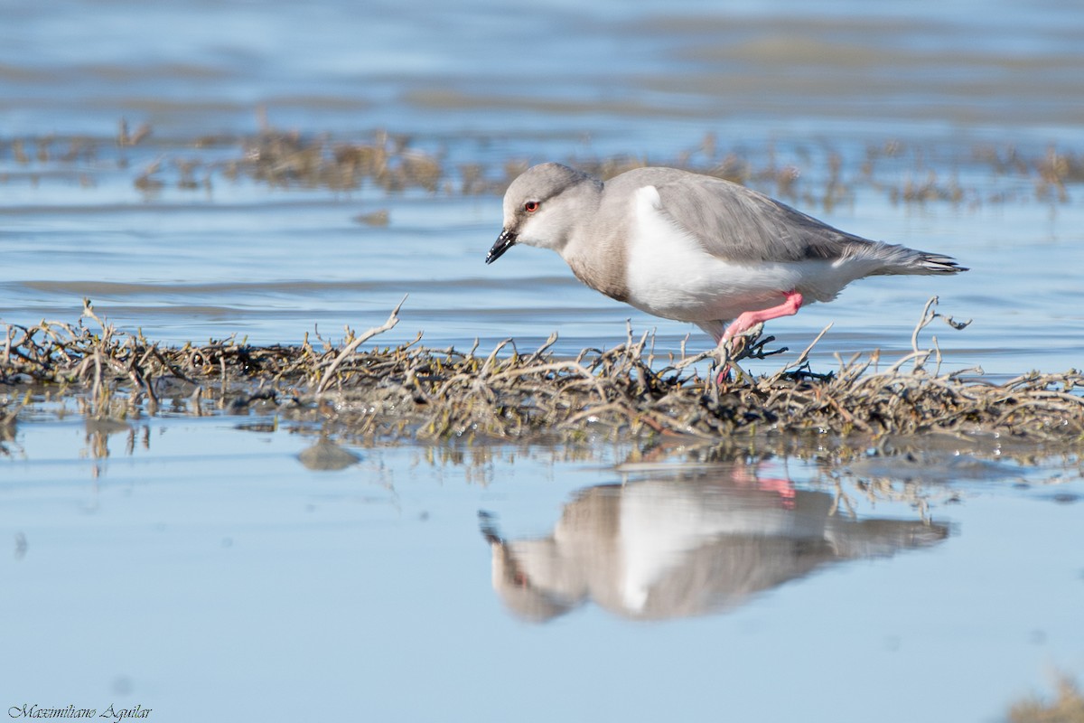 Магелланова ржанка - ML644773330