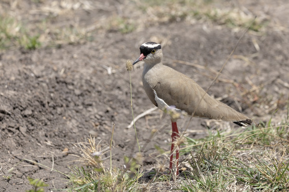 Crowned Lapwing - ML644773337