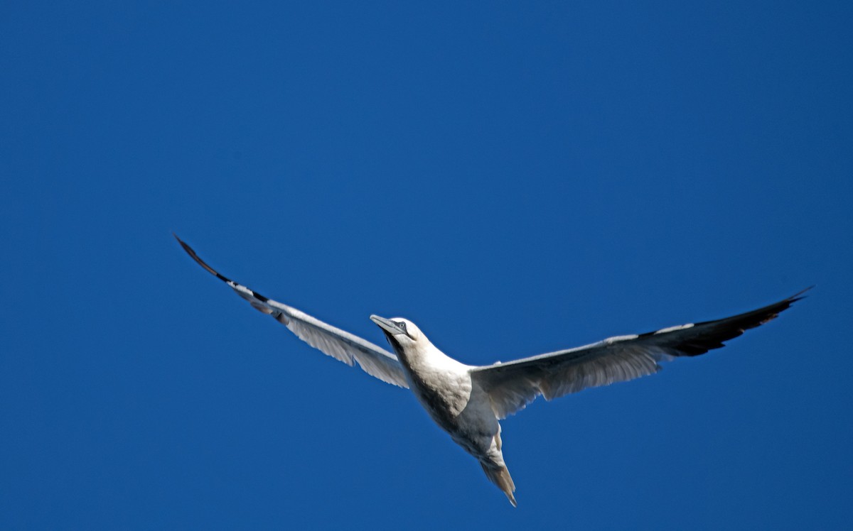 Alcatraz Atlántico - ML644773339