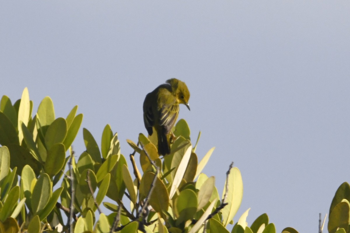 Northern/Mangrove Yellow Warbler - ML644773342