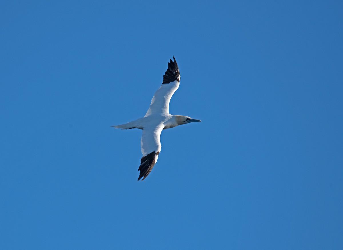 Alcatraz Atlántico - ML644773343