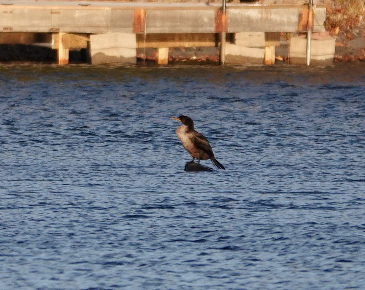 totoppskarv - ML644773346