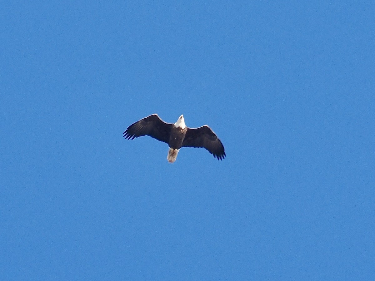 Itsas arrano buruzuria - ML644773348