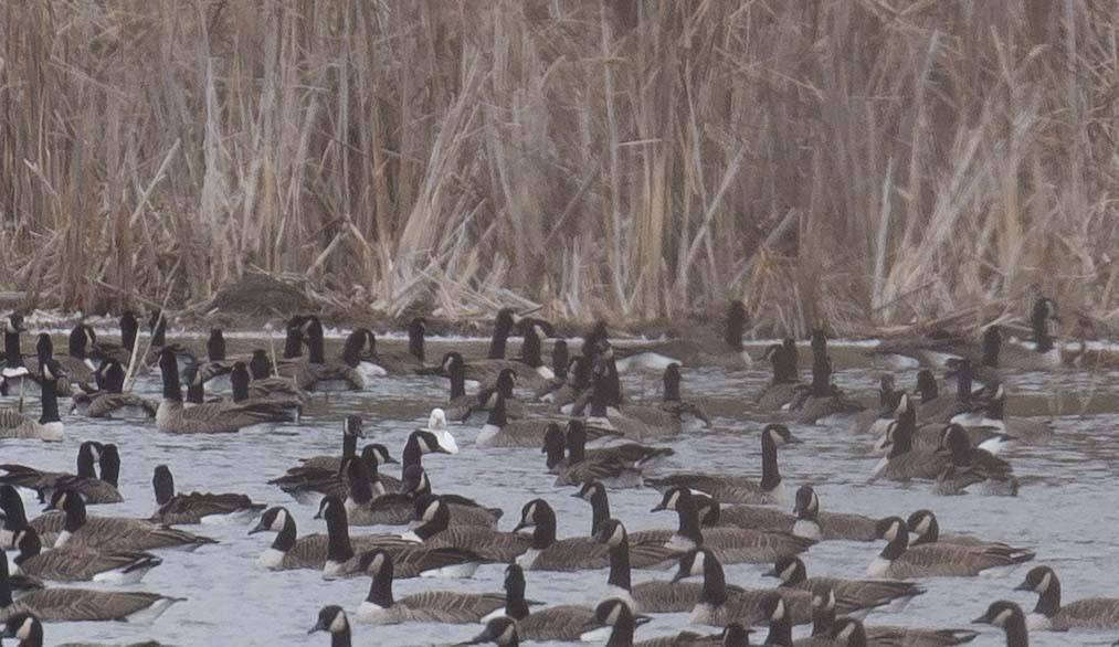 Ross's Goose - ML644773350