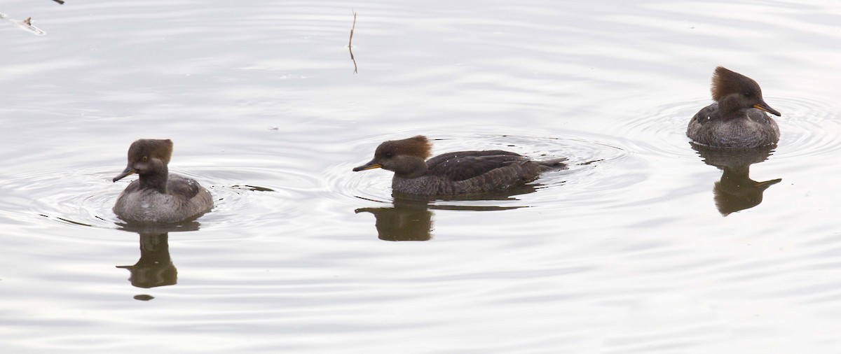 Hooded Merganser - ML644773356