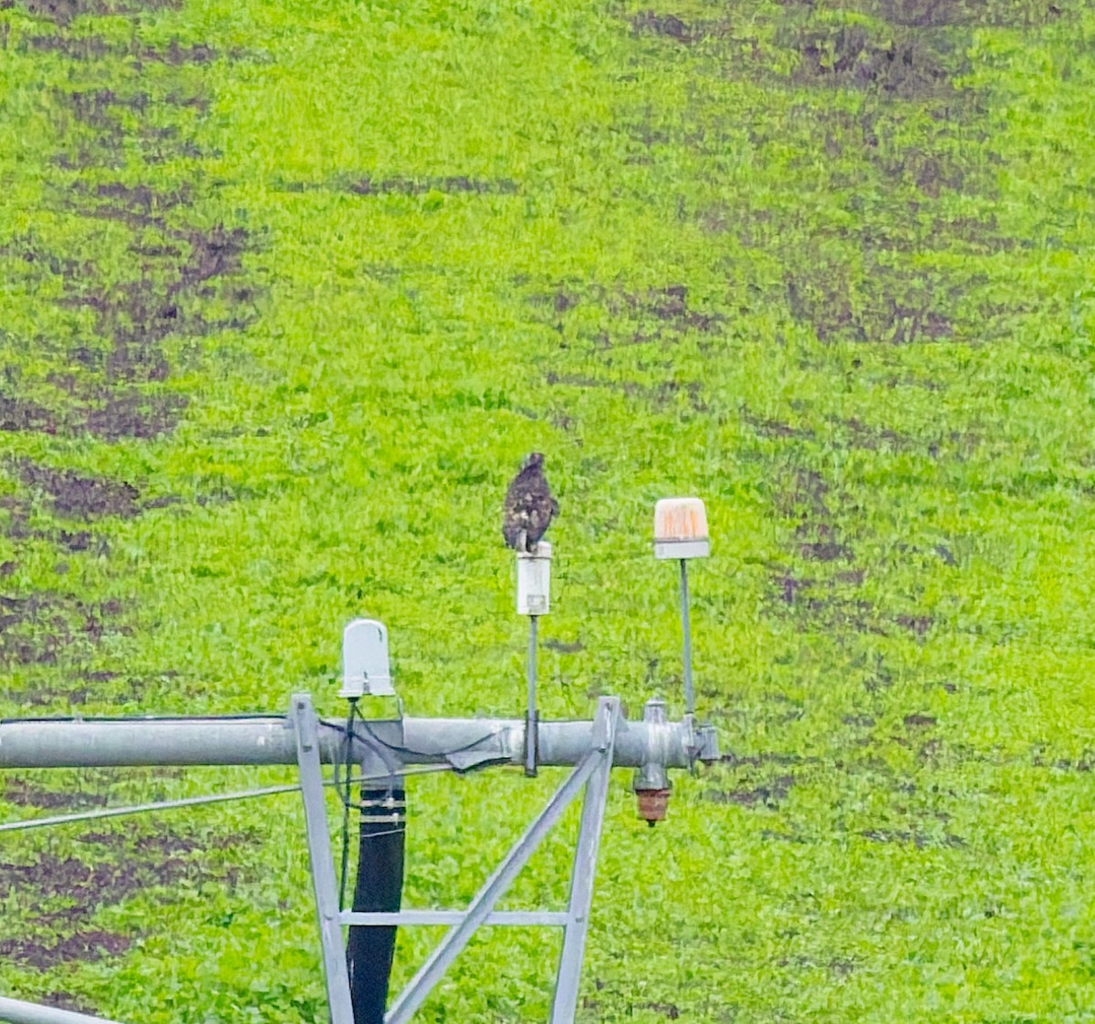 Buteo, unbestimmt - ML644773363