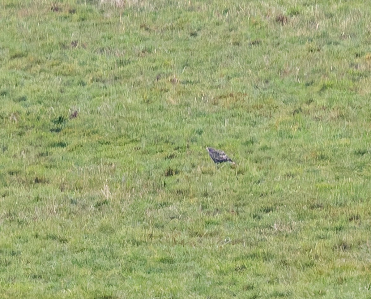 Buteo, unbestimmt - ML644773364