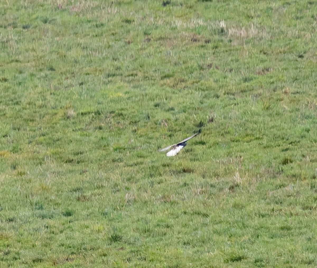 Buteo, unbestimmt - ML644773365