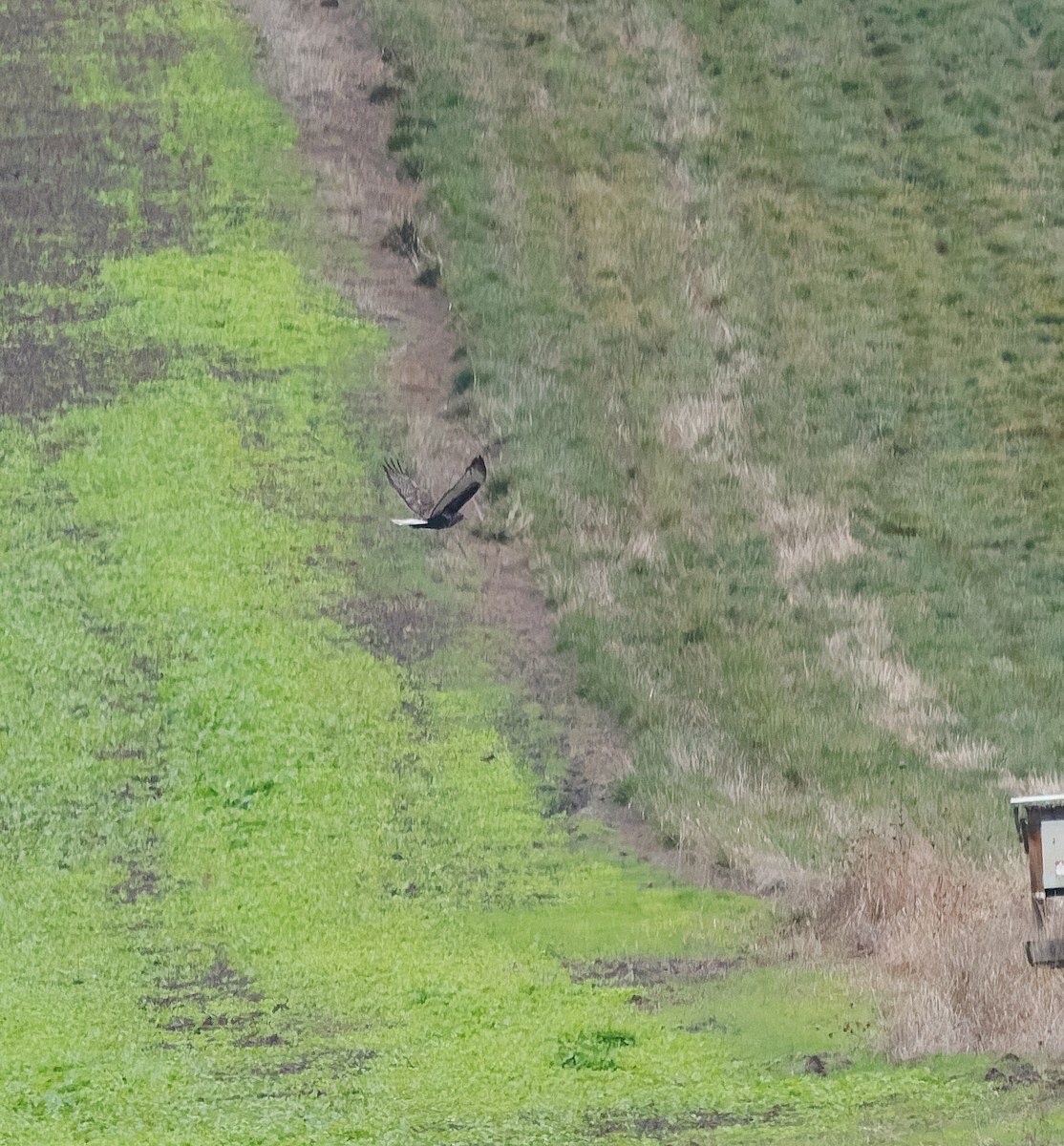 Buteo, unbestimmt - ML644773366