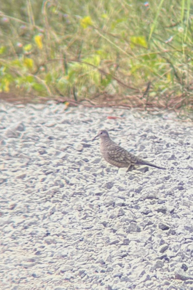 İnka Serçe Kumrusu - ML644773367