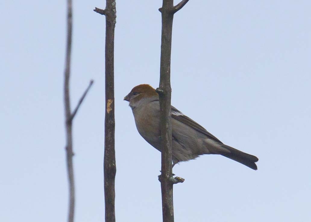 Pine Grosbeak - ML644773369