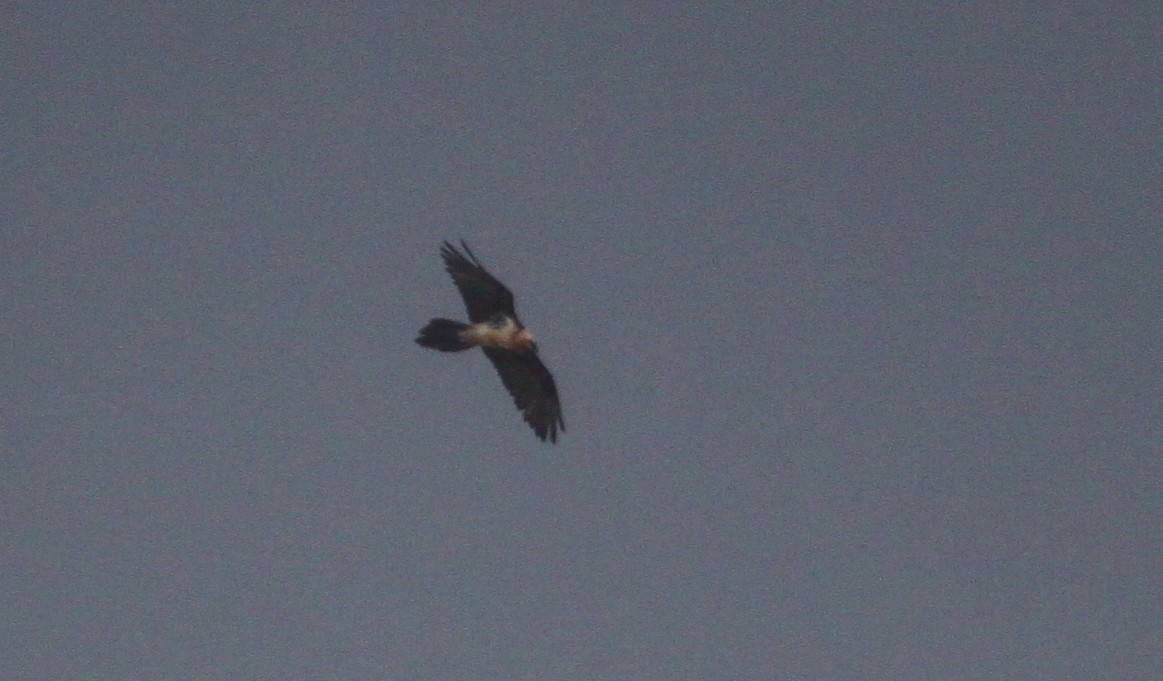 Ягнятник - ML644773373