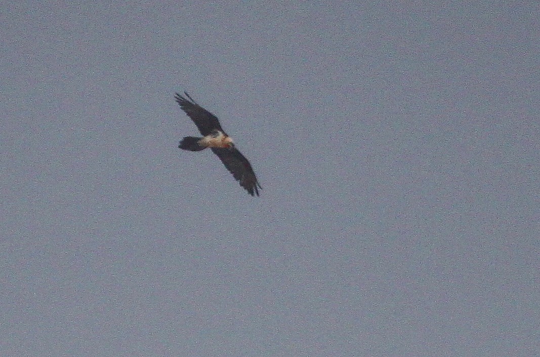 Ягнятник - ML644773374