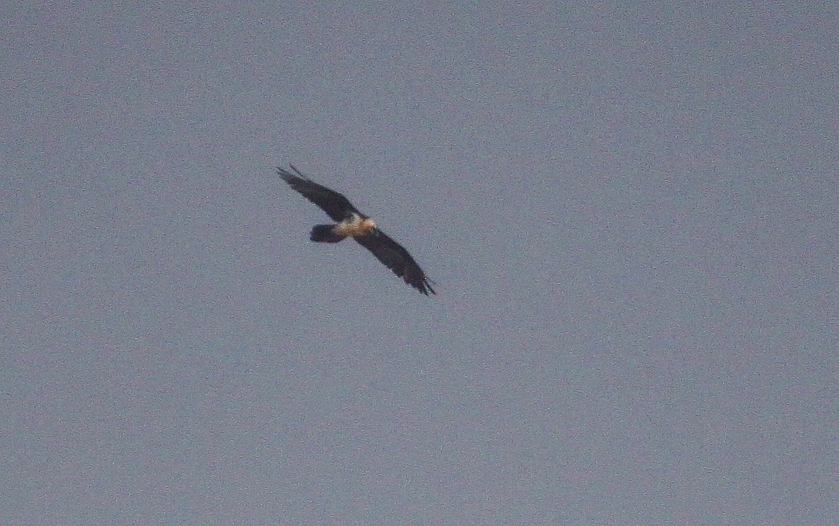 Ягнятник - ML644773375