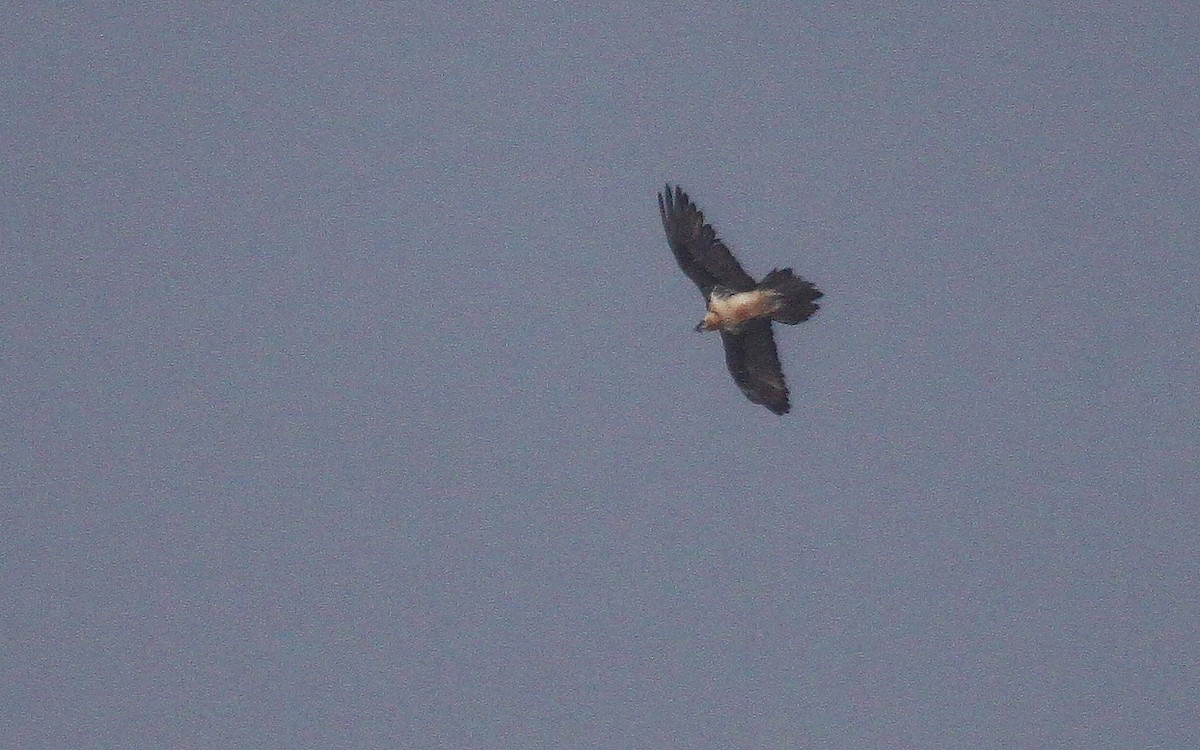 Ягнятник - ML644773376