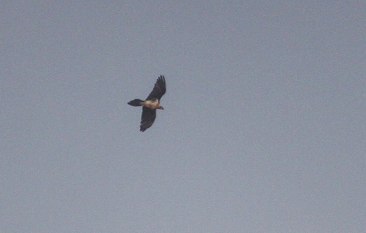 Ягнятник - ML644773379