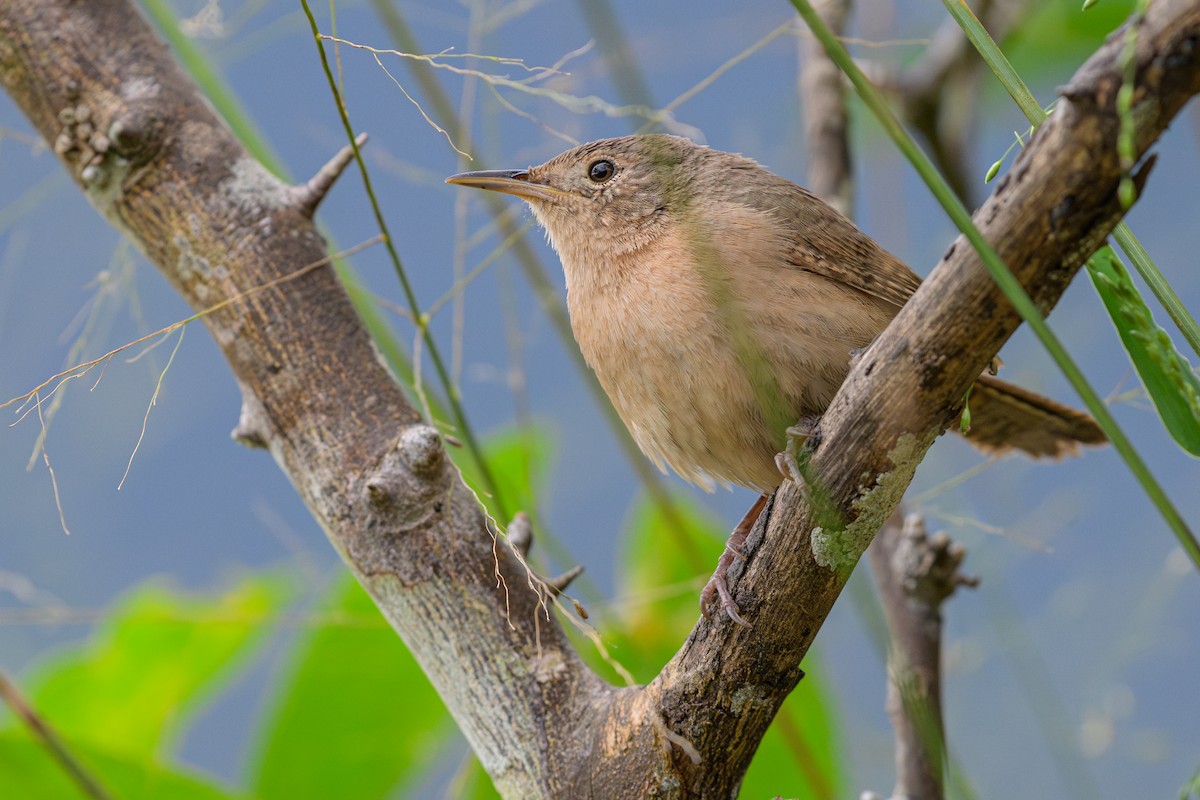 Southern House Wren - ML644773382