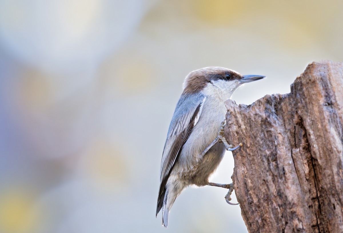 Brown-headed Nuthatch - ML644773397