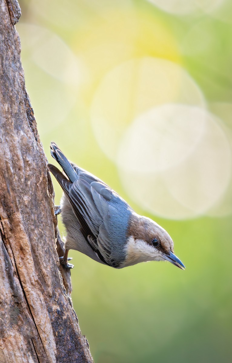Brown-headed Nuthatch - ML644773398