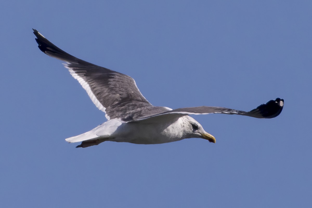 Kara Sırtlı Martı - ML644773400